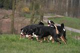 BOUVIER D'APPENZELL 071